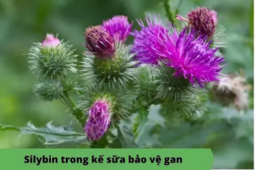 thanh-phan-sylybin-trong-cay-ke-sua-giup-chong-viem-bao-ve-gan.webp